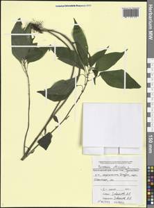 Постенница лекарственная L., Кавказ, Черноморское побережье (от Новороссийска до Адлера) (K3) (Россия)