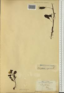 Ludwigia adscendens (L.) H. Hara, Австралия и Океания (AUSTR) (Французская Полинезия)