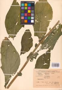 Латук дубравный L., Восточная Европа, Центральный лесостепной район (E6) (Россия)