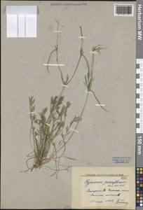 Гипекоум мелкоцветковый Kar. & Kir., Средняя Азия и Казахстан, Памир и Памиро-Алай (M2) (Узбекистан)