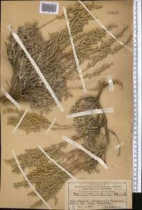 Полынь тяньшанская (Krasch. ex Poljak.) Y.R. Ling, Средняя Азия и Казахстан, Западный Тянь-Шань и Каратау (M3) (Казахстан)