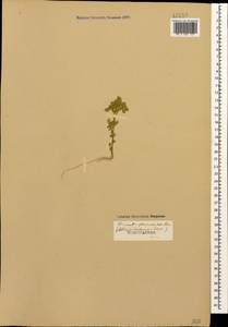 Люцерна короткоплодная M.Bieb., Кавказ (без точных местонахождений) (K0)