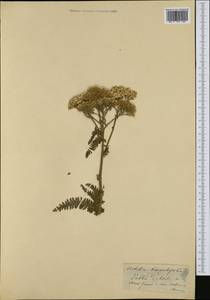Achillea distans subsp. tanacetifolia (All.) Janch., Западная Европа (EUR) (Италия)