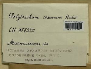 Polytrichum commune Hedw., Гербарий мохообразных, Мхи - Архангельская и Вологодская области, Коми, Ненецкий АО (B7) (Россия)