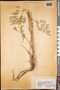 Жабрица порезниковая (L.) W. D. J. Koch, Средняя Азия и Казахстан, Муюнкумы, Прибалхашье и Бетпак-Дала (M9) (Казахстан)