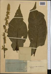 Verbascum thapsus subsp. crassifolium (Lam.) Murb., Ботанические сады и дендрарии (GARD) (Россия)