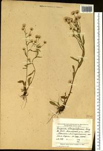 Erigeron brachycephalus H. Lindb., Сибирь, Якутия (S5) (Россия)