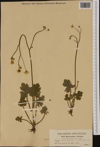 Ranunculus velutinus Ten., Западная Европа (EUR) (Словения)