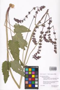 MHA 0 156 258, Salvia nutans × stepposa, Восточная Европа, Центральный лесостепной район (E6) (Россия)