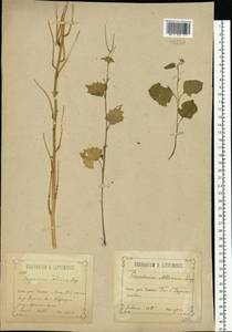 Чесночница черешковая (M.Bieb.) Cavara & Grande, Восточная Европа, Центральный лесостепной район (E6) (Россия)