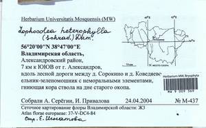 Lophocolea heterophylla (Schrad.) Dumort., Гербарий мохообразных, Мхи - Центральное Нечерноземье (B6) (Россия)