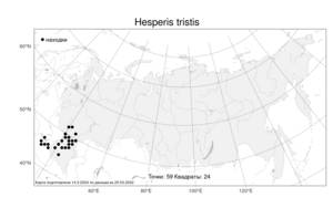 Hesperis tristis, Вечерница печальная L., Атлас флоры России (FLORUS) (Россия)