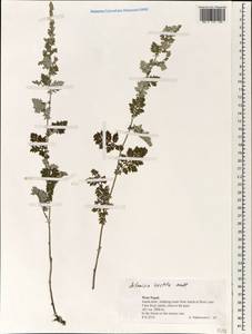 Artemisia vestita Wall. ex Besser, Зарубежная Азия (ASIA) (Непал)
