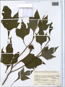 Tithonia diversifolia (Hemsl.) A. Gray, Зарубежная Азия (ASIA) (Шри-Ланка)
