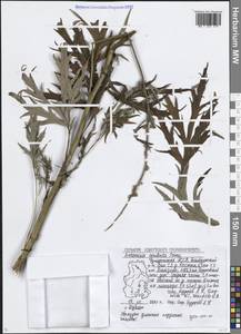 Artemisia vulgaris subsp. vulgaris, Восточная Европа, Волжско-Камский район (E7) (Россия)