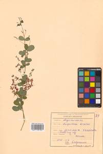 Леспедеца двуцветная Turcz., Сибирь, Дальний Восток (S6) (Россия)