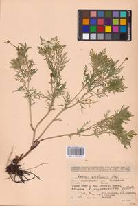 Горицвет волжский, Адонис волжский DC., Восточная Европа, Нижневолжский район (E9) (Россия)