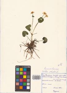Caltha palustris var. minor (Mill.) DC., Сибирь, Дальний Восток (S6) (Россия)