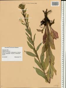 Oenothera ×rubricaulis Kleb., Восточная Европа, Северо-Западный район (E2) (Россия)
