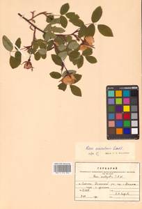Шиповник иглистый Lindl., Сибирь, Дальний Восток (S6) (Россия)