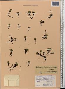 Androsace chamaejasme subsp. lehmanniana (Spreng.) Hultén, Кавказ, Северная Осетия, Ингушетия и Чечня (K1c) (Россия)