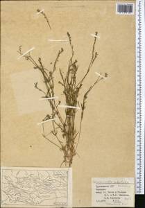 Crucianella sabulosa Korovin & Krasch., Средняя Азия и Казахстан, Каракумы (M6) (Туркмения)
