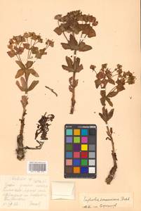 Euphorbia hylonoma Hand.-Mazz., Сибирь, Дальний Восток (S6) (Россия)