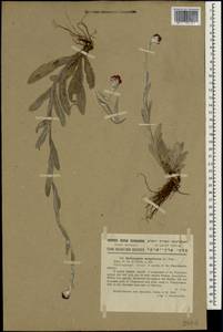 Helichrysum sanguineum (L.) Kostel., Зарубежная Азия (ASIA) (Израиль)