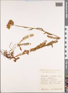 Achillea latiloba Ledeb. ex Nordm., Кавказ, Грузия (K4) (Грузия)