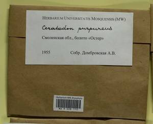 Ceratodon purpureus (Hedw.) Brid., Гербарий мохообразных, Мхи - Центральное Нечерноземье (B6) (Россия)