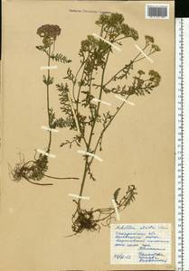 Achillea distans subsp. stricta (Schleich. ex Gremli) Janch., Восточная Европа, Западно-Украинский район (E13) (Украина)