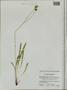 Scorzoneroides autumnalis subsp. autumnalis, Сибирь, Прибайкалье и Забайкалье (S4) (Россия)