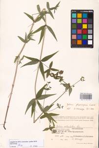 Подмаренник мареновидный L., Восточная Европа, Нижневолжский район (E9) (Россия)