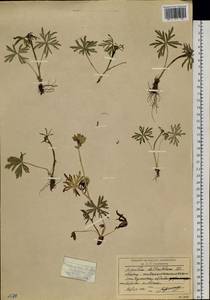 Борец живокостелистный DC., Сибирь, Чукотка и Камчатка (S7) (Россия)