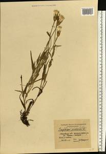 Козлобородник луговой L., Восточная Европа, Московская область и Москва (E4a) (Россия)