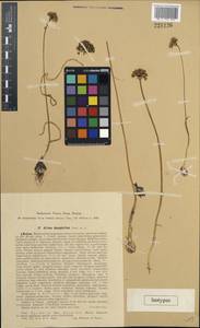 Allium dasyphyllum Vved., Средняя Азия и Казахстан, Западный Тянь-Шань и Каратау (M3) (Киргизия)