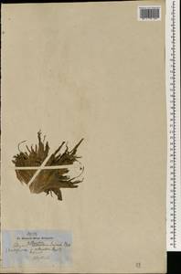 Blyxa octandra (Roxb.) Planch. ex Thwaites, Зарубежная Азия (ASIA) (Непал)