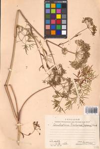 Cenolophium fischeri (Spreng.) W.D.J.Koch, Восточная Европа, Московская область и Москва (E4a) (Россия)