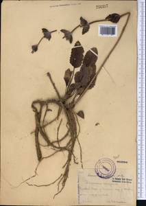 Phlomoides ebracteolata (Popov) Adylov, Kamelin & Makhm., Средняя Азия и Казахстан, Западный Тянь-Шань и Каратау (M3) (Узбекистан)