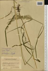 Вейник пурпурный (Trin.) Trin., Восточная Европа, Московская область и Москва (E4a) (Россия)