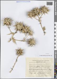 Asteraceae, Средняя Азия и Казахстан, Сырдарьинские пустыни и Кызылкумы (M7) (Узбекистан)