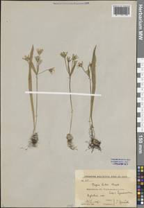 Гусиный лук желтый (L.) Ker Gawl., Восточная Европа, Центральный лесостепной район (E6) (Россия)