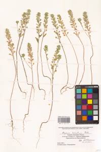 Бурачок шершавый M.Bieb., Восточная Европа, Южно-Украинский район (E12) (Украина)