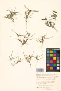 Стригозелла африканская (L.) Botsch., Восточная Европа, Нижневолжский район (E9) (Россия)