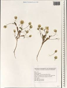 Crepis kotschyana (Boiss.) Boiss., Зарубежная Азия (ASIA) (Иран)
