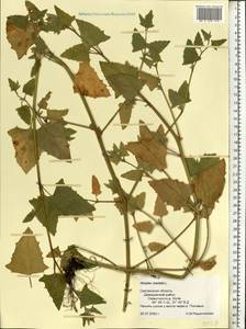 Лебеда лежачая, Лебеда простертая DC., Восточная Европа, Западный район (E3) (Россия)