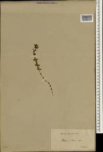 Asperula libanotica Boiss., Зарубежная Азия (ASIA) (Ливан)