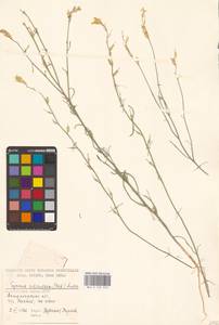 Желтушник стручковый (M.Bieb.) DC., Восточная Европа, Нижневолжский район (E9) (Россия)