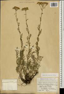 Tanacetum pinnatum Boiss., Кавказ, Армения (K5) (Армения)