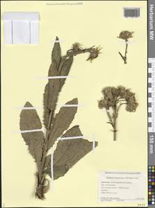 Jacobaea racemosa subsp. racemosa, Кавказ, Дагестан (K2) (Россия)